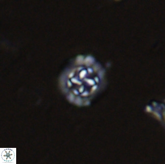 Prediscosphaera spinosa 35731