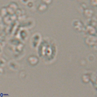 Prediscosphaera stoveri 15831