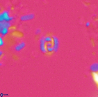 Prediscosphaera stoveri 15833