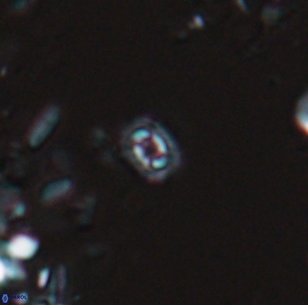 Prediscosphaera stoveri 15834