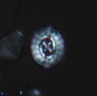 Prediscosphaera rzehaki 10086