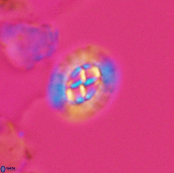 Prediscosphaera rzehaki 10089