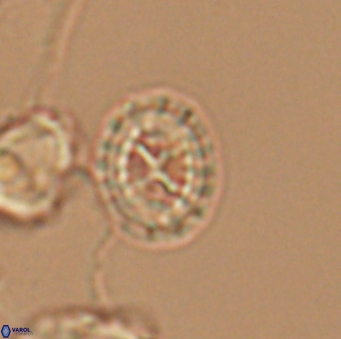 Prediscosphaera rzehaki 10090