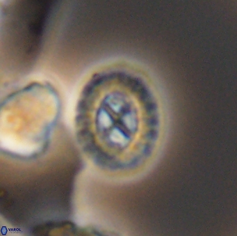 Prediscosphaera rzehaki 10091