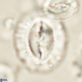 Prinsius amplus 63859