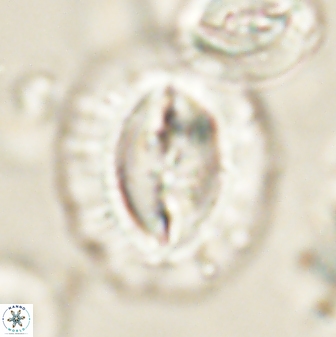 Prinsius amplus 63859