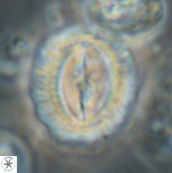 Prinsius amplus 63861