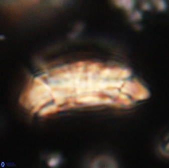 Prinsius amplus 63869