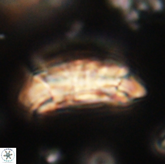 Prinsius amplus 63869