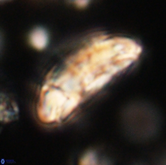 Prinsius amplus 63873