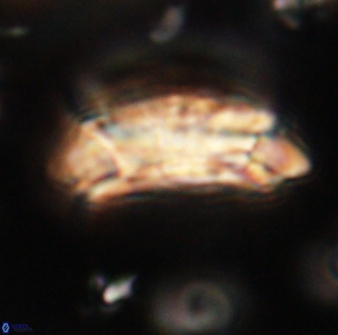 Prinsius amplus 63880
