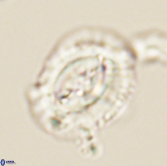Prinsius amplus 64908