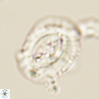 Prinsius amplus 64908