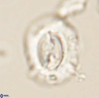 Prinsius amplus 64909