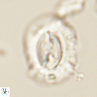 Prinsius amplus 64909