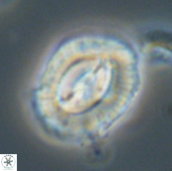 Prinsius amplus 64913