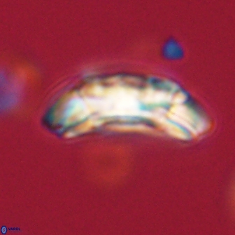 Prinsius amplus 64926