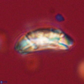 Prinsius amplus 64931