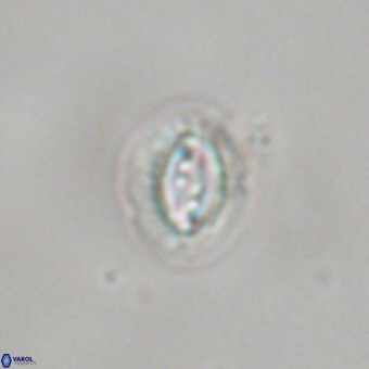 Prinsius bisulcus 70984