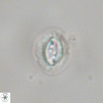 Prinsius bisulcus 70984