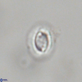 Prinsius bisulcus 70985