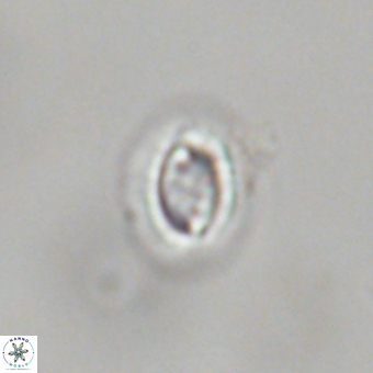 Prinsius bisulcus 70985