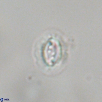 Prinsius bisulcus 70986