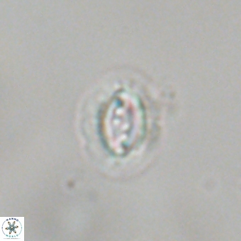 Prinsius bisulcus 70986