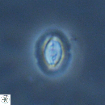 Prinsius bisulcus 70988