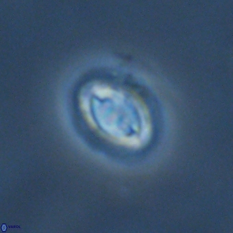 Prinsius bisulcus 70992