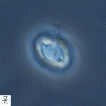 Prinsius bisulcus 70992
