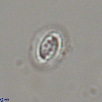 Prinsius bisulcus 70994