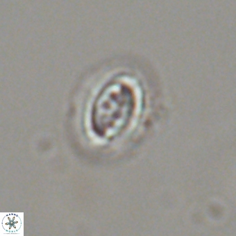 Prinsius bisulcus 70994