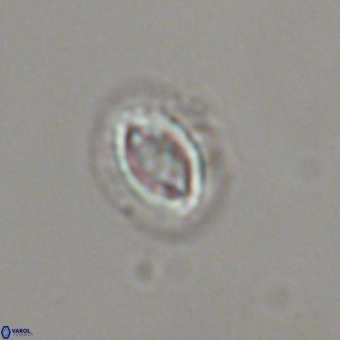 Prinsius bisulcus 70995