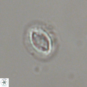 Prinsius bisulcus 70995