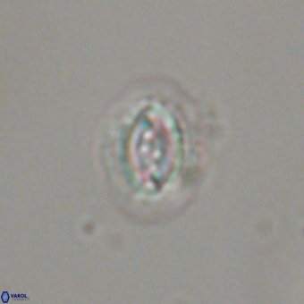 Prinsius bisulcus 70996