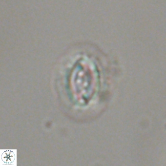 Prinsius bisulcus 70996