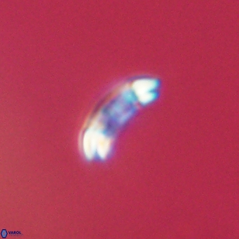 Prinsius bisulcus 71019