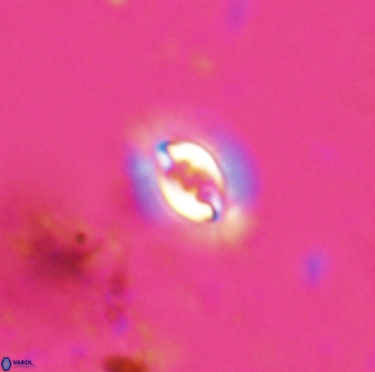 Prinsius bisulcus 24777
