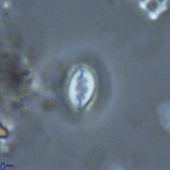 Prinsius bisulcus 24783