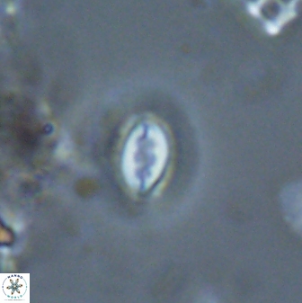 Prinsius bisulcus 24783