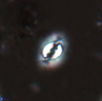 Prinsius bisulcus 24780