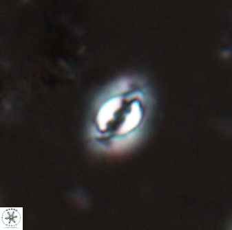 Prinsius bisulcus 24780