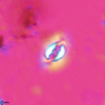 Prinsius bisulcus 24781