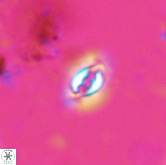 Prinsius bisulcus 24781