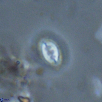 Prinsius bisulcus 24784