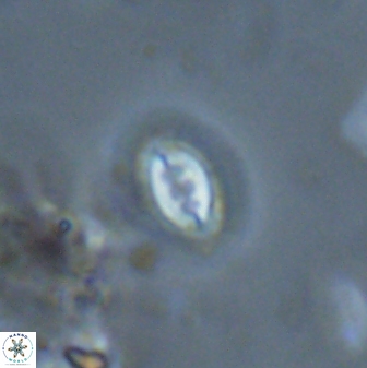 Prinsius bisulcus 24784