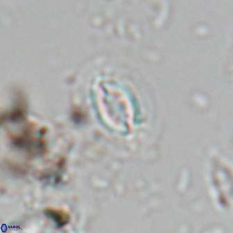 Prinsius bisulcus 24786