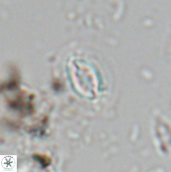 Prinsius bisulcus 24786