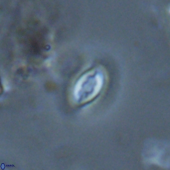 Prinsius bisulcus 24789